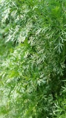 Taze papatya yaprakları, tüylü yeşil dokuları var. Güneşli bir bahçede doğal olarak yetişiyor. Bitki çayı ya da doğal ilaçlar için mükemmel..