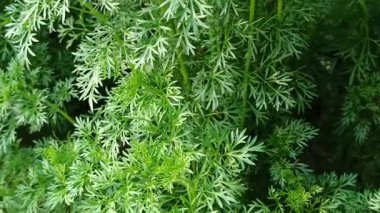 Taze papatya yaprakları, tüylü yeşil dokuları var. Güneşli bir bahçede doğal olarak yetişiyor. Bitki çayı ya da doğal ilaçlar için mükemmel..