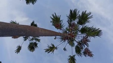 Rüzgarda sallanan yemyeşil yapraklı uzun palmiye ağaçları, berrak mavi gökyüzüne karşı kurulmuş, tropik cenneti ve güneşli plaj titreşimlerini çağrıştırıyor..