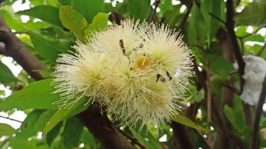 Tatlı su elma çiçekleri ağaçta çiçek açıyor, zarif pembe ve beyaz yapraklar, güneşli bir bahçede yeşil yapraklarla çevrili..