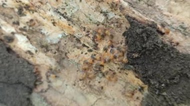 Ağaçların etrafında sürünen termitler, odunlara ve yapraklara zarar verir, yakınlardaki ağaç kabuğu ve topraklarda tüneller ve koloniler oluştururlar..