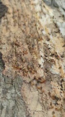 Ağaçların etrafında sürünen termitler, odunlara ve yapraklara zarar verir, yakınlardaki ağaç kabuğu ve topraklarda tüneller ve koloniler oluştururlar..