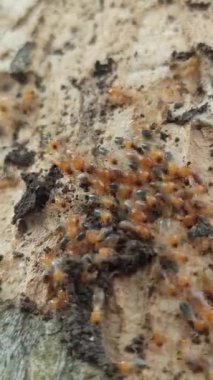 Ağaçların etrafında sürünen termitler, odunlara ve yapraklara zarar verir, yakınlardaki ağaç kabuğu ve topraklarda tüneller ve koloniler oluştururlar..