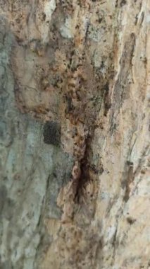 Ağaçların etrafında sürünen termitler, odunlara ve yapraklara zarar verir, yakınlardaki ağaç kabuğu ve topraklarda tüneller ve koloniler oluştururlar..