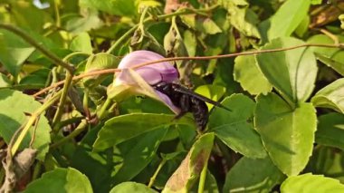 Bir yaban arısı canlı bir kelebeğin üzerine tünemiş, parlak tropikal güneş ışığı altında nektar topluyor..