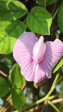 Kelebek bezelye çiçekleri (Klitoria ternatea) güneş ışığı altındaki tropikal bir bahçede zarif bir şekilde açan canlı mavi yapraklar..