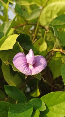 Kelebek bezelye çiçekleri (Klitoria ternatea) güneş ışığı altındaki tropikal bir bahçede zarif bir şekilde açan canlı mavi yapraklar..