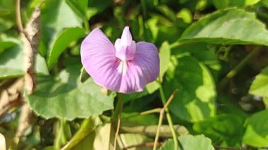 Kelebek bezelye çiçekleri (Klitoria ternatea) güneş ışığı altındaki tropikal bir bahçede zarif bir şekilde açan canlı mavi yapraklar..