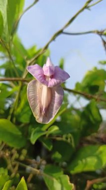 Kelebek bezelye çiçekleri (Klitoria ternatea) güneş ışığı altındaki tropikal bir bahçede zarif bir şekilde açan canlı mavi yapraklar..