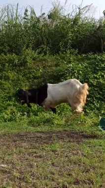 Siyah ve beyaz bir Etawa keçisi gür çalıların arasında yemyeşil yapraklarla özgürce otlar. Geleneksel kırsal keçi çiftliğine barışçıl bir bakış.
