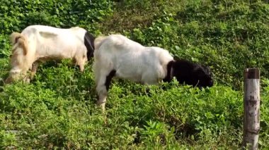 Siyah ve beyaz bir Etawa keçisi gür çalıların arasında yemyeşil yapraklarla özgürce otlar. Geleneksel kırsal keçi çiftliğine barışçıl bir bakış.