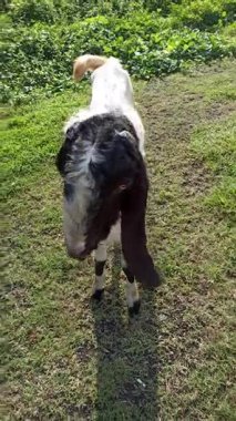 Siyah ve beyaz bir Etawa keçisi gür çalıların arasında yemyeşil yapraklarla özgürce otlar. Geleneksel kırsal keçi çiftliğine barışçıl bir bakış.