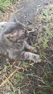 İpek gibi, bakımlı kürklü çarpıcı bir kedi güzelce dinleniyor. Parlak paltosu ve sakin tavrı onu gerçek bir güzellik ve konfor sembolü yapıyor.