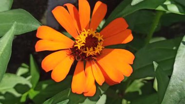 Parlak ve renkli zinnia çiçekleri bahçede güzel çiçek açıyor, ılık güneş ışığı altında canlı yapraklar sergiliyor..