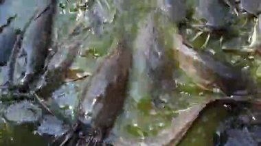 Yayınbalığı durgun gölet suyunda süzülür, düşük oksijen ortamlarında gelişir. Genellikle hem kırsal hem de kentsel su ürünleri sistemlerinde yiyecek için yetiştirilir.