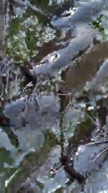 Yayınbalığı durgun gölet suyunda süzülür, düşük oksijen ortamlarında gelişir. Genellikle hem kırsal hem de kentsel su ürünleri sistemlerinde yiyecek için yetiştirilir.