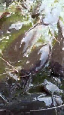 Yayınbalığı durgun gölet suyunda süzülür, düşük oksijen ortamlarında gelişir. Genellikle hem kırsal hem de kentsel su ürünleri sistemlerinde yiyecek için yetiştirilir.