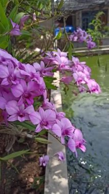 Çok güzel bir orkide çiçeğine yakın çekim, canlı yapraklar ve zarif bir şekil, doğal ışıkla çekilmiş, bu egzotik çiçeğin tropikal cazibesini ve narin güzelliğini vurguluyor..