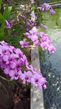 Çok güzel bir orkide çiçeğine yakın çekim, canlı yapraklar ve zarif bir şekil, doğal ışıkla çekilmiş, bu egzotik çiçeğin tropikal cazibesini ve narin güzelliğini vurguluyor..