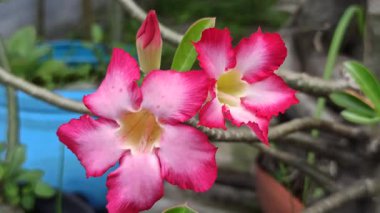 Frangipani ön bahçede zarifçe çiçek açar, havayı tatlı bir kokuyla doldurur. Tropikal güzelliği eve huzur ve cazibe katıyor.