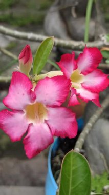 Frangipani ön bahçede zarifçe çiçek açar, havayı tatlı bir kokuyla doldurur. Tropikal güzelliği eve huzur ve cazibe katıyor.