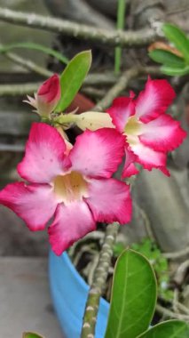 Frangipani ön bahçede zarifçe çiçek açar, havayı tatlı bir kokuyla doldurur. Tropikal güzelliği eve huzur ve cazibe katıyor.