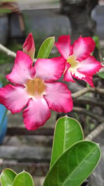 Frangipani ön bahçede zarifçe çiçek açar, havayı tatlı bir kokuyla doldurur. Tropikal güzelliği eve huzur ve cazibe katıyor.