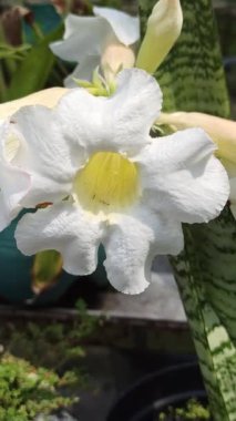 Frangipani ön bahçede zarifçe çiçek açar, havayı tatlı bir kokuyla doldurur. Tropikal güzelliği eve huzur ve cazibe katıyor.