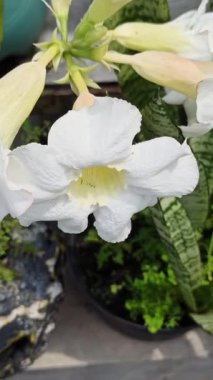 Frangipani ön bahçede zarifçe çiçek açar, havayı tatlı bir kokuyla doldurur. Tropikal güzelliği eve huzur ve cazibe katıyor.