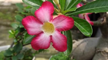 Frangipani ön bahçede zarifçe çiçek açar, havayı tatlı bir kokuyla doldurur. Tropikal güzelliği eve huzur ve cazibe katıyor.