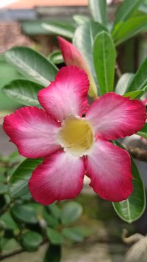 Frangipani ön bahçede zarifçe çiçek açar, havayı tatlı bir kokuyla doldurur. Tropikal güzelliği eve huzur ve cazibe katıyor.