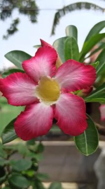 Frangipani ön bahçede zarifçe çiçek açar, havayı tatlı bir kokuyla doldurur. Tropikal güzelliği eve huzur ve cazibe katıyor.