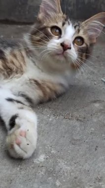 İpek gibi, bakımlı kürklü çarpıcı bir kedi güzelce dinleniyor. Parlak paltosu ve sakin tavrı onu gerçek bir güzellik ve konfor sembolü yapıyor.