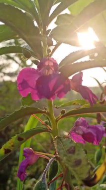 Sabırsız balsamina, ya da bahçe balsam, canlı çiçekler taşır pembe, kırmızı, ya da morumsu ev bahçelerinde