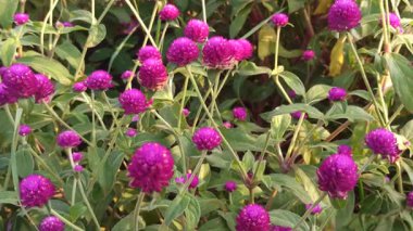 Globe Amaranth yuvarlak, kağıt parlak pembe, mor ya da beyaz olarak çiçek açar. Isıya dayanıklı bir çiçek bahçelerde uzun süreli renk ve cazibeyle sevilir.
