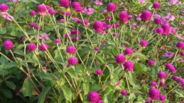 Globe Amaranth yuvarlak, kağıt parlak pembe, mor ya da beyaz olarak çiçek açar. Isıya dayanıklı bir çiçek bahçelerde uzun süreli renk ve cazibeyle sevilir.