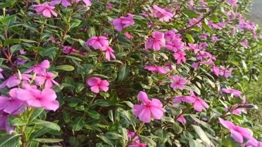 Madagaskar menekşesi parlak yapraklı canlı pembe veya beyaz çiçeklere sahiptir. Güzelliği ve tıbbi değeri ile bilinen dayanıklı, tropikal bir bitki.