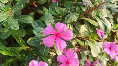 Madagaskar menekşesi parlak yapraklı canlı pembe veya beyaz çiçeklere sahiptir. Güzelliği ve tıbbi değeri ile bilinen dayanıklı, tropikal bir bitki.