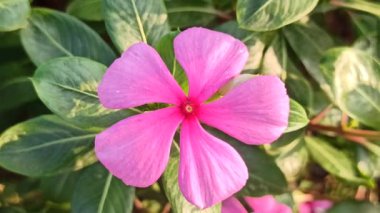 Madagaskar menekşesi parlak yapraklı canlı pembe veya beyaz çiçeklere sahiptir. Güzelliği ve tıbbi değeri ile bilinen dayanıklı, tropikal bir bitki.