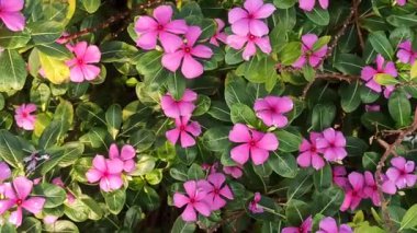 Madagaskar menekşesi parlak yapraklı canlı pembe veya beyaz çiçeklere sahiptir. Güzelliği ve tıbbi değeri ile bilinen dayanıklı, tropikal bir bitki.