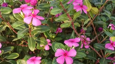 Madagaskar menekşesi parlak yapraklı canlı pembe veya beyaz çiçeklere sahiptir. Güzelliği ve tıbbi değeri ile bilinen dayanıklı, tropikal bir bitki.