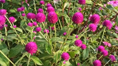 Globe Amaranth yuvarlak, kağıt parlak pembe, mor ya da beyaz olarak çiçek açar. Isıya dayanıklı bir çiçek bahçelerde uzun süreli renk ve cazibeyle sevilir.