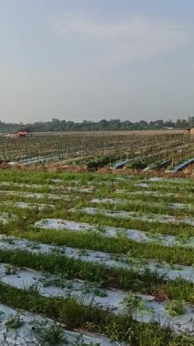 Güneşli tarlalarda uzanan karpuz sarmaşıkları büyüyen dolgun meyveler. Güneşin sıcaklığı altında toplanan ferahlatıcı, tatlı bir mahsul..
