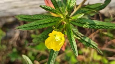 Ludwigia Peruviana, canlı büyümesi ve ekolojik etkisiyle bilinen parlak sarı çiçekli su bitkisini sergileyerek sulak alanlarda gelişir..