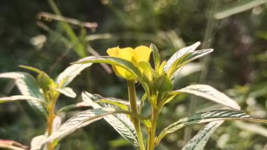 Ludwigia Peruviana, canlı büyümesi ve ekolojik etkisiyle bilinen parlak sarı çiçekli su bitkisini sergileyerek sulak alanlarda gelişir..