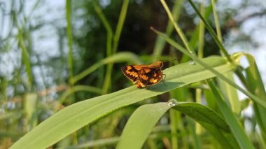 Potanthus Omaha Kelebeği 'nin yakın çekimi yeşil bir yaprağa tünemiş, parlak turuncu kanatlarını doğal güneş ışığında koyu kahverengi kenarlarıyla sergiliyor, tropikal biyolojik çeşitliliği vurguluyor..