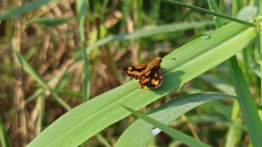 Potanthus Omaha Kelebeği 'nin yakın çekimi yeşil bir yaprağa tünemiş, parlak turuncu kanatlarını doğal güneş ışığında koyu kahverengi kenarlarıyla sergiliyor, tropikal biyolojik çeşitliliği vurguluyor..