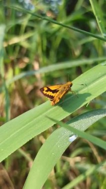Potanthus Omaha Kelebeği 'nin yakın çekimi yeşil bir yaprağa tünemiş, parlak turuncu kanatlarını doğal güneş ışığında koyu kahverengi kenarlarıyla sergiliyor, tropikal biyolojik çeşitliliği vurguluyor..