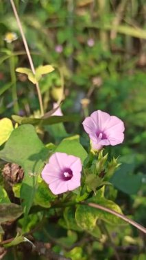 Ipomoea pes-caprae çiçeğinin yakın çekimi, aynı zamanda plaj sabahı zaferi olarak da bilinir, canlı mor yapraklar ve yeşil yapraklarla, kumlu sahil toprağında doğal güneş ışığı altında gelişir..