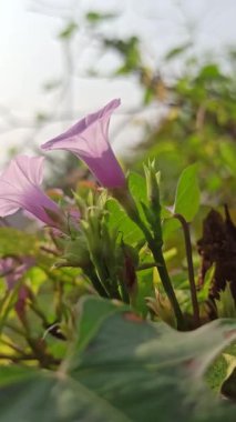 Ipomoea pes-caprae çiçeğinin yakın çekimi, aynı zamanda plaj sabahı zaferi olarak da bilinir, canlı mor yapraklar ve yeşil yapraklarla, kumlu sahil toprağında doğal güneş ışığı altında gelişir..